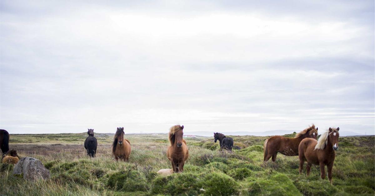 3 Anti-Nutrients in a Carnivore Diet to Avoid