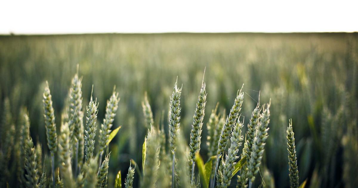 7 Proven Best Diet Plan for Women (2026 Picks)