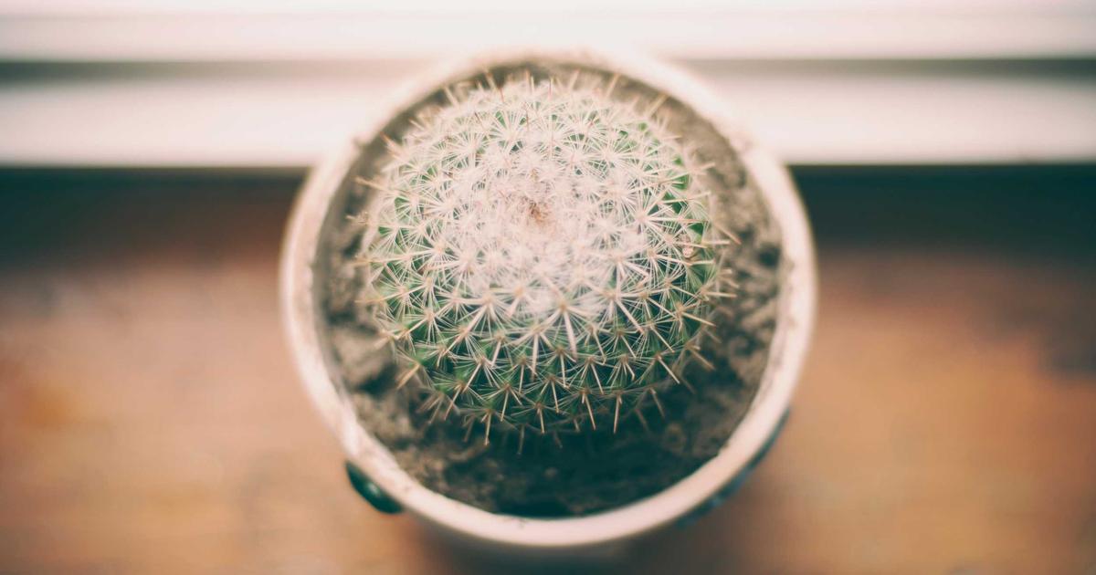 10 High Protein Low Calorie Foods for Effective Weight Loss