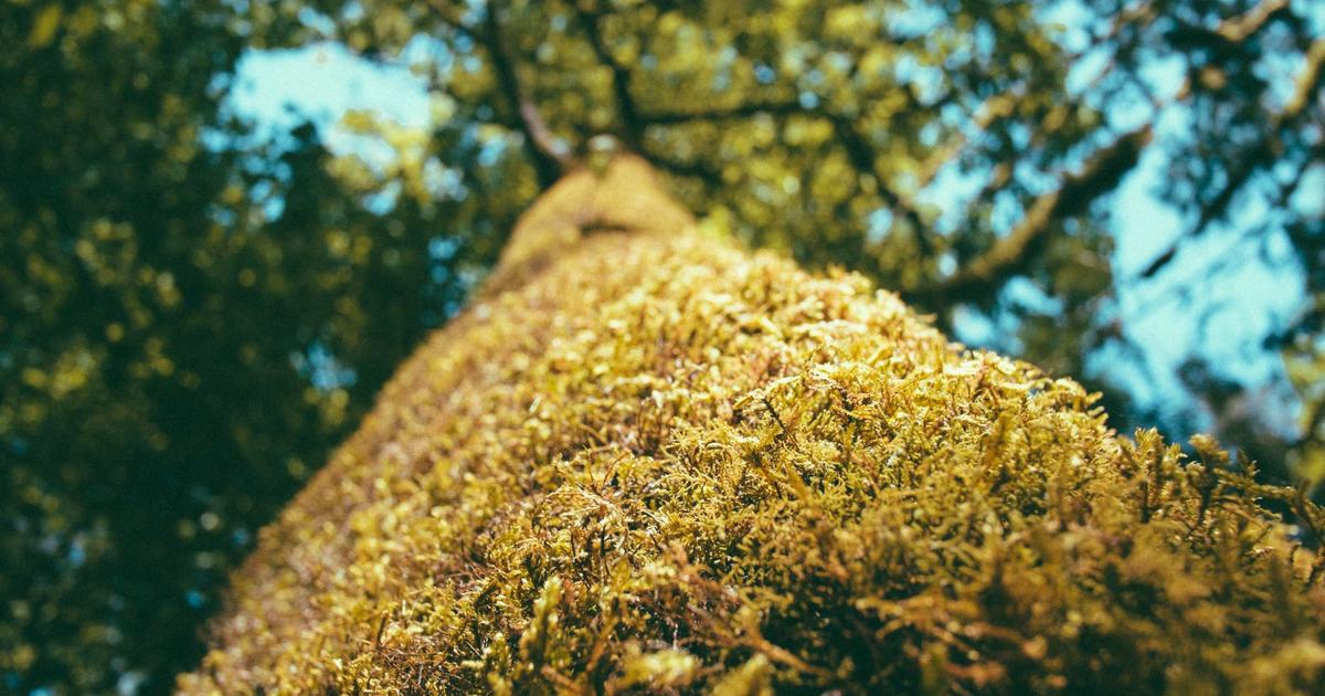 Keto Diet Basics: Your Beginner's Guide to Success